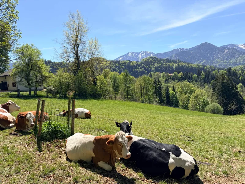 Bavarian Cows